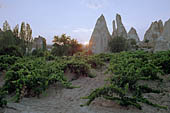 Cappadocia, the Rose valley